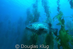 Master of the Forest.  A Black Sea Bass (Giant Sea Bass) ... by Douglas Klug 